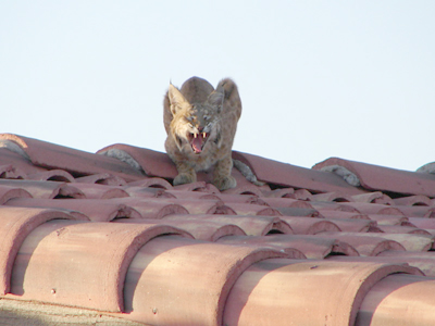bobcat yawning